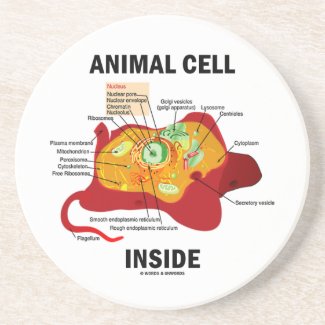 Animal Cell Inside (Biology Eukaryotic Cell) Beverage Coaster