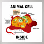 Animal Cell Inside (Biology Eukaryotic Cell) Poster