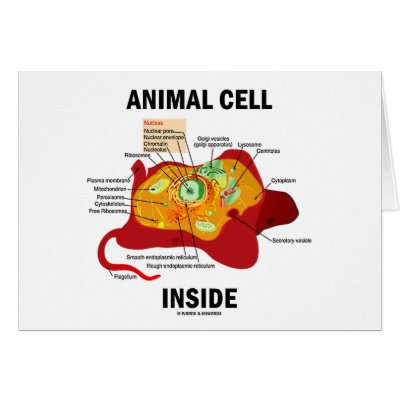 Animal Cell Inside (Eukaryote Cell Biology) Greeting Cards by wordsunwords