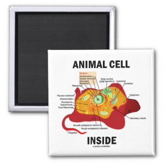 Animal Cell Inside (Eukaryote Cell Biology) Fridge Magnets