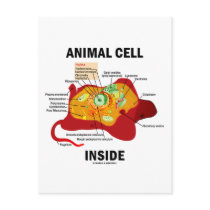 Animal Cell Inside (Eukaryote Cell Biology) postcards