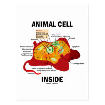 Animal Cell Inside (Eukaryote Cell Biology) Postcards