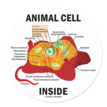 Animal Cell Inside (Eukaryote Cell Biology) Round Stickers