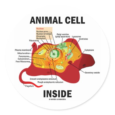 Animal Cell Inside (Eukaryote Cell Biology) Round Stickers by wordsunwords