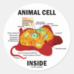 Animal Cell Inside (Eukaryote Cell Biology) Round Stickers