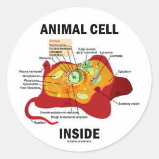 Animal Cell Inside (Eukaryote Cell Biology) Round Stickers