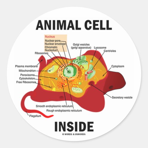 Animal Cell Inside (Eukaryote Cell Biology) Round Stickers