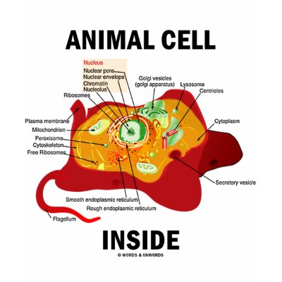 eukaryotic animal cell. eukaryotic animal cell.