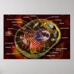 Animal cell poster