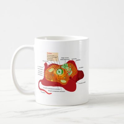 animal cell structure with labels. Animal cell structure mug by