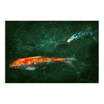 Animal - Fish - Koi - Another fish story posters