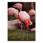 Animal  - Flamingo Hotel - The Flamingo