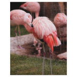 Animal  - Flamingo Hotel - The Flamingo Personalized Flyer