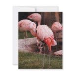 Animal  - Flamingo Hotel - The Flamingo Personalized Invitation