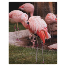 Animal  - Flamingo Hotel - The Flamingo letterhead