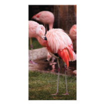 Animal  - Flamingo Hotel - The Flamingo photo cards