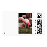 Animal  - Flamingo Hotel - The Flamingo