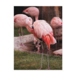 Animal  - Flamingo Hotel - The Flamingo Post Cards