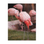 Animal  - Flamingo Hotel - The Flamingo Post Cards