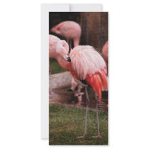Animal  - Flamingo Hotel - The Flamingo Custom Rack Card