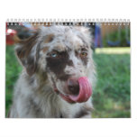 Animal Fun Calendar