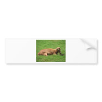 Animal In Oklahoma City bumper stickers by tina312 Animal In Oklahoma City bumper stickers