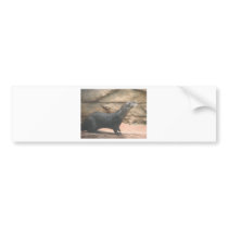 Animal in Oklahoma City Photo bumper stickers by tina312 Animal in Oklahoma City Photo bumper stickers