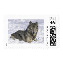 Animal In Snow
