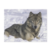 Animal In Snow postcards