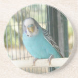 Animal Kingdom HD Coaster - Blue Bird coasters