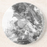 Animal Kingdom HD Coaster - Pigeon coasters