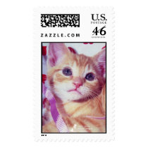 Animal League - Valentine Cat