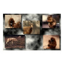 Animal Montage posters
