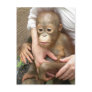 Animal Orphans Postcards