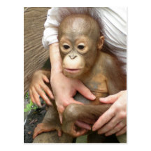 Animal Orphans Postcards
