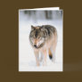 Animal Outside In Snow