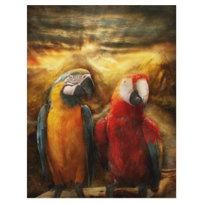 Animal - Parrot - Parrot-dise Full Color Flyer by suburbanscenes