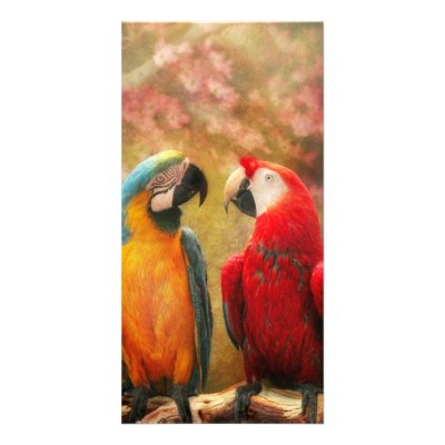 Animal - Parrot - We'll always have parrots Photo Card Template by suburbanscenes