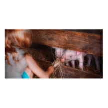 Animal - Pig - Feeding piglets Photo Greeting Card