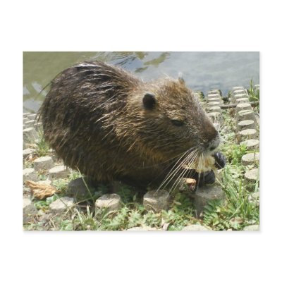 animal postcard "nutria rat" by Patricia_Store