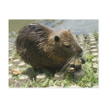 animal postcard "nutria rat" by Patricia_Store animal postcard "nutria rat"