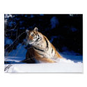 AnImAl posters by River_Phoenix AnImAl posters