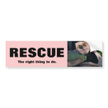 kittens, rescue, animal, adopt, cats,