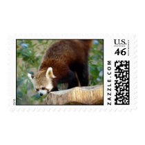 Animal stamps (red panda) stamps