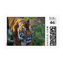 Animal stamps (Tiger) stamps