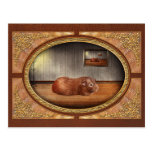 Animal - The guinea pig Postcards