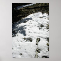 Animal Tracks In The Melting Snow Print