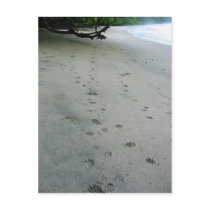 Animal Tracks - Manuel Antonio Park, Costa Rica Postcards