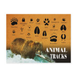 Animal Tracks Postcards