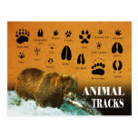 Animal Tracks Postcards